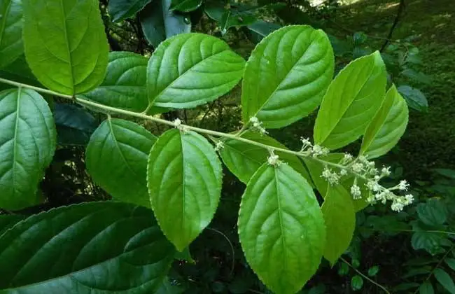 Tripterygium Wilfordii Powder extract 20:1, Thunder God Vine Root extract, Radix Tripterygii Extract Hook. f