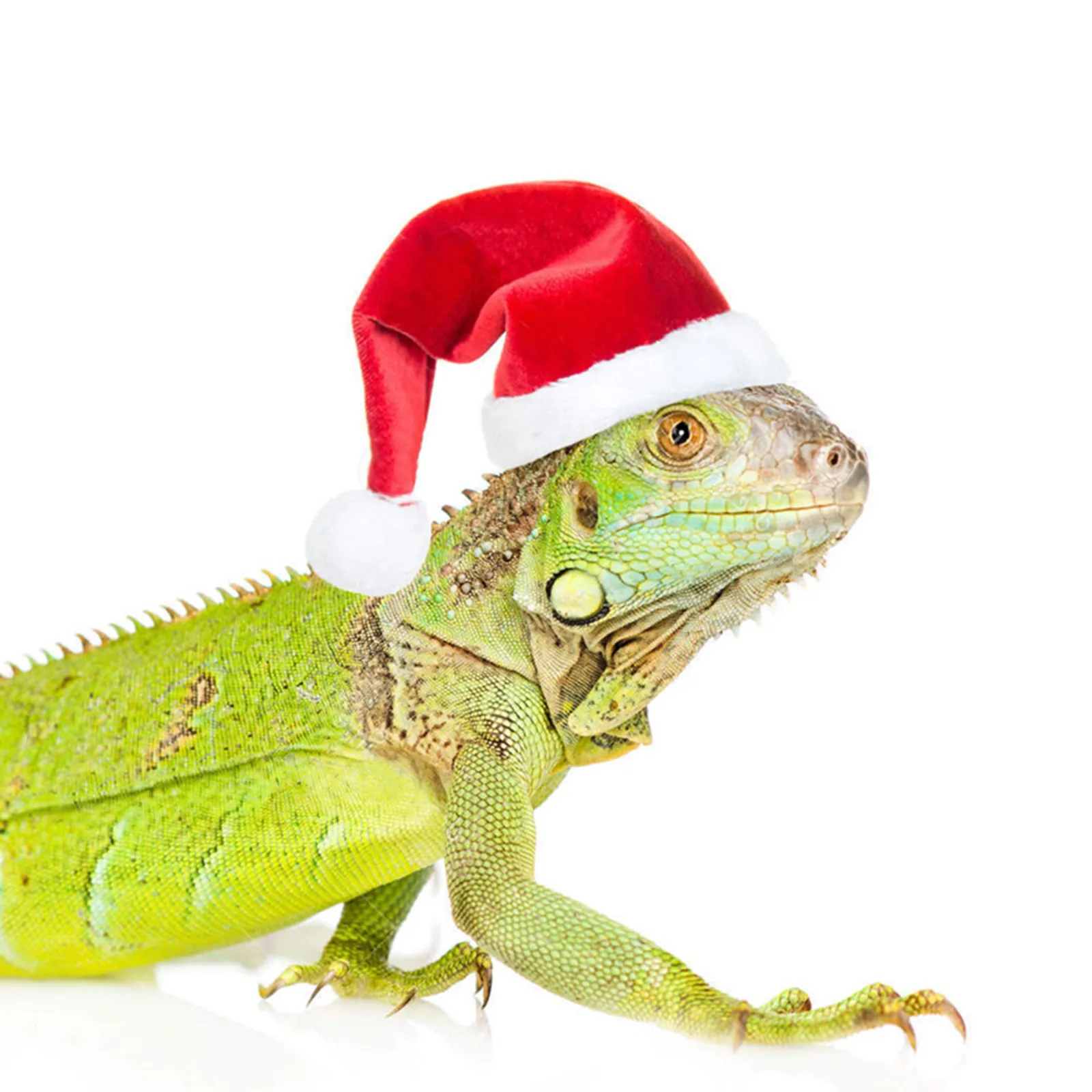 Pet Headgear Small Animal Clothes Chicken Pets Lizard Guinea Pigs Christmas Sets Christmas Hat Scarf Fleece Set Pet Costume Navidad Xmas Decor Noel