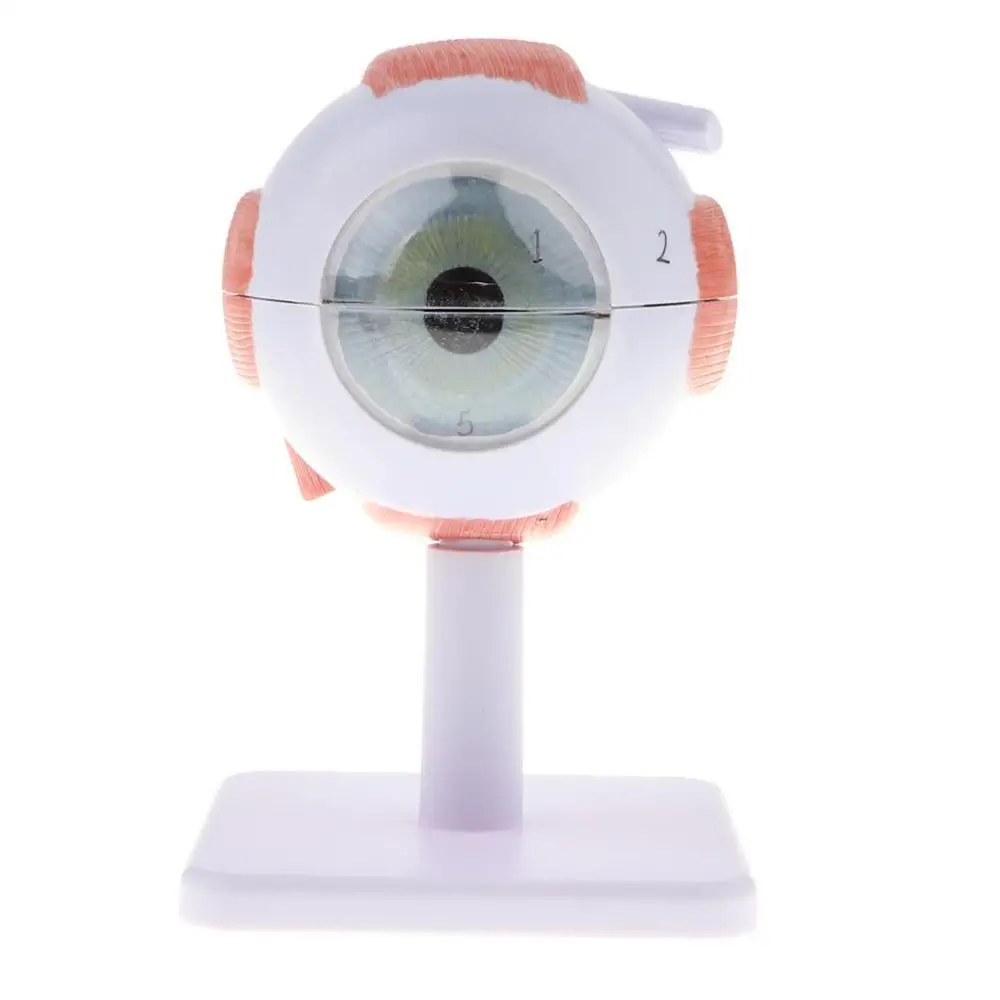 Модель анатомии глаз увеличенная 6 частей 3 раза|anatomy model|model structuresmodel anatomy |