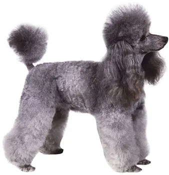 

Dinghy Tuzik Poodle Jumpsuit small sports warm bitch