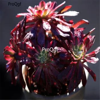 

Ngryise 1Pcs A Set Aeonium Mardi Gras