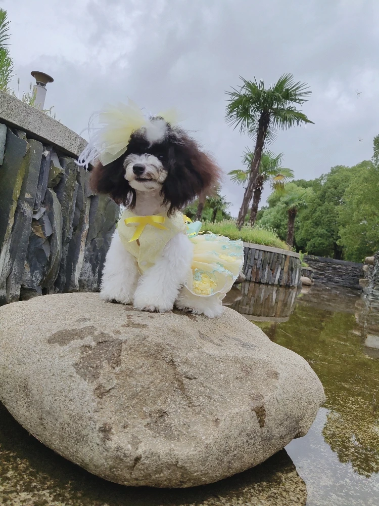 Verão filhote de cachorro cachorro vestidos moda