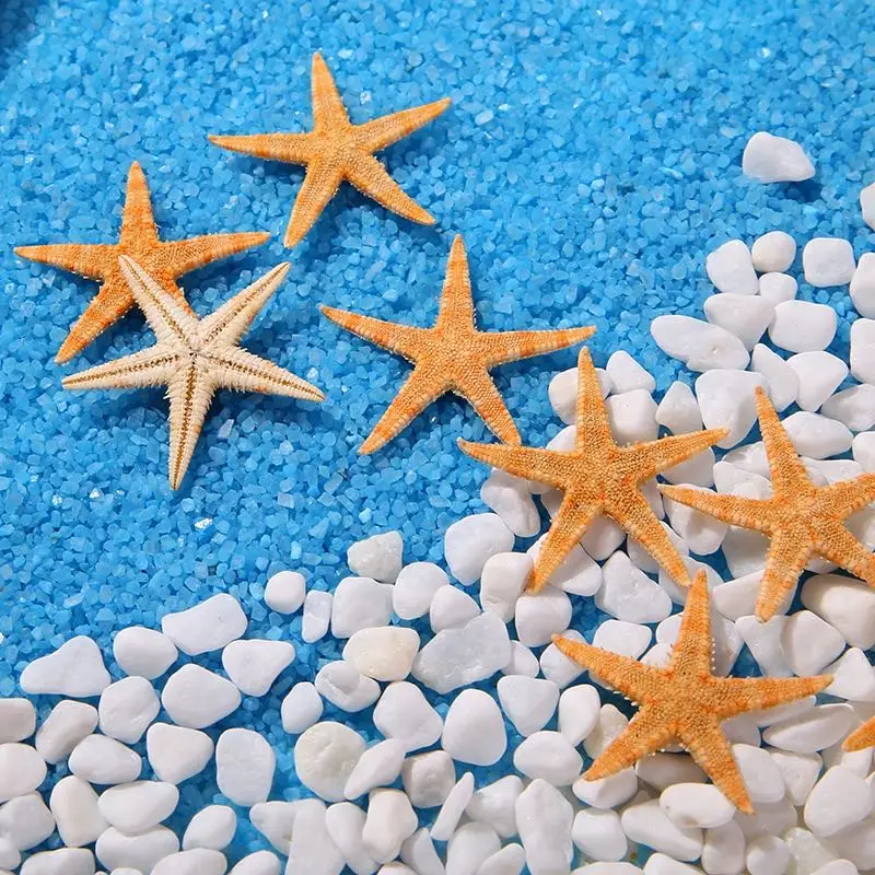 Natural Shell Ornaments Resin Starfish Ornaments Mini Real Starfish Craft Decoration Natural Sea Stars DIY Beach Cottage Wedding Decor sea shells party sea conch