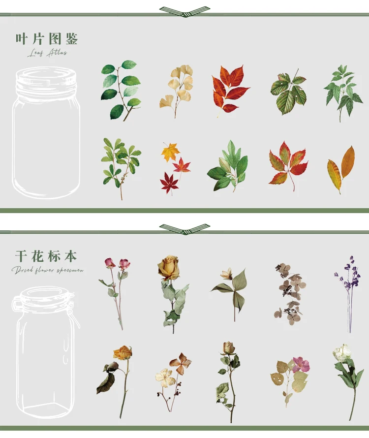 植物研究所贴纸包_05