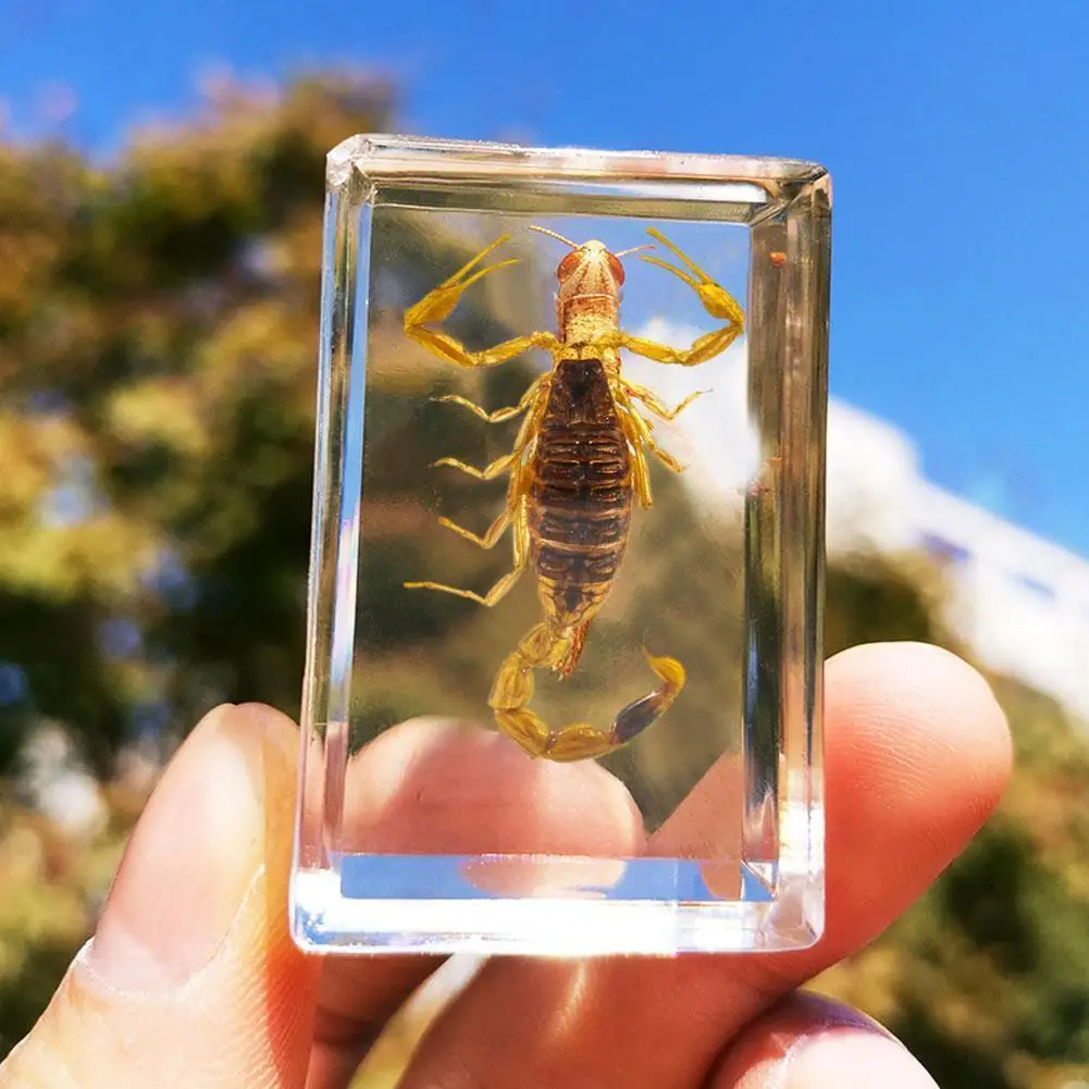 昆虫の石天然サソリインクルーション標本家装飾石樹脂cfraft文鎮結婚