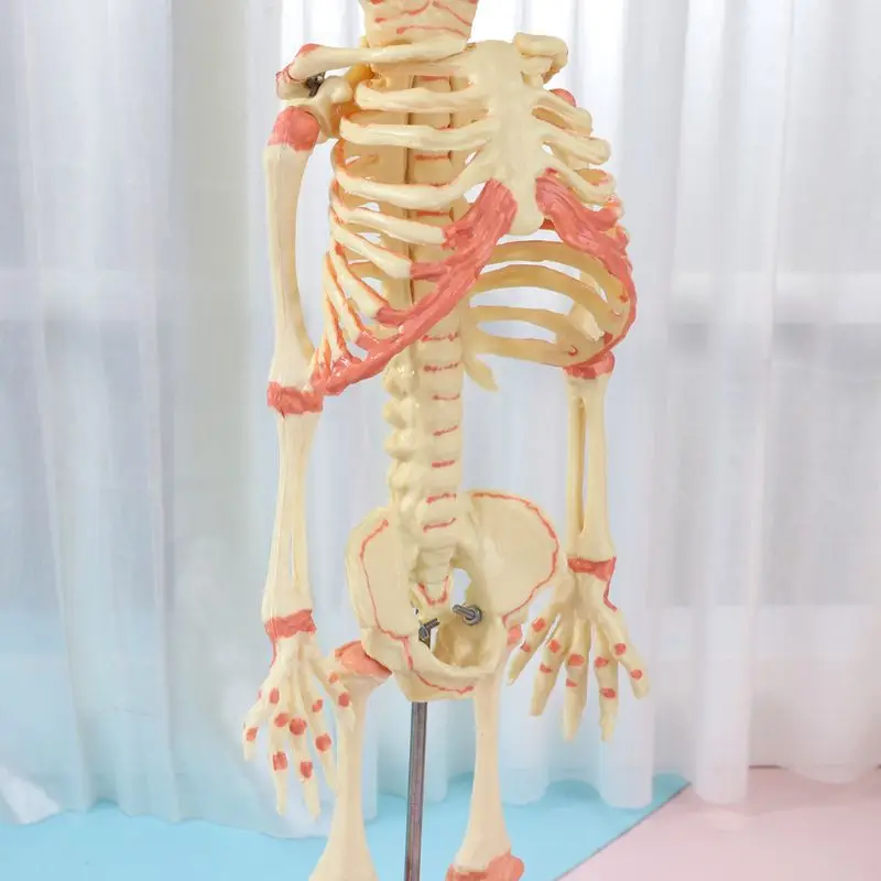  37cm Human Double Head Baby Skull Skeleton Anatomy Brain Display Study Teaching Anatomical Model Ha