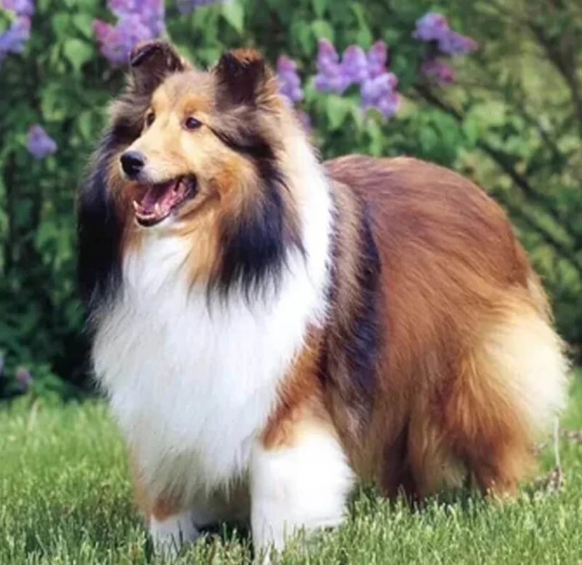 Алмазная картина для взрослых DIY 5D Shetland Sheepdog милая собака вышивка крестом