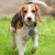 Анти-потерянный Ошейник Собака Персонализированный Pet ID Tag Выгравированный Pet ID Имя для Кошки Щенок Собака Ошейник Tag Аксессуары для домашних животных Dropshipping