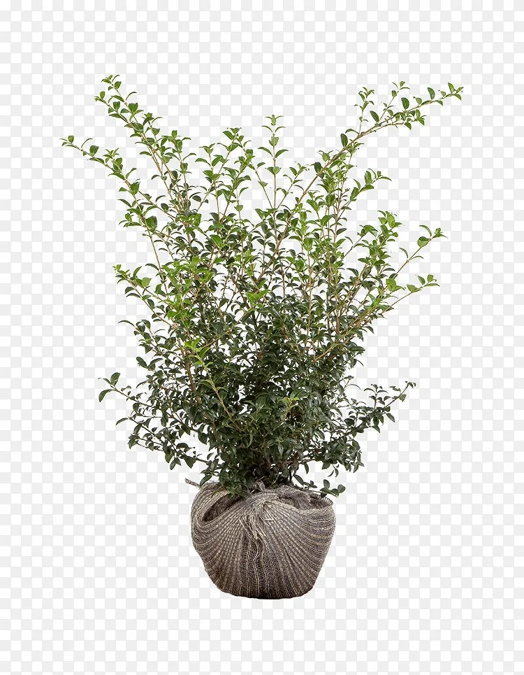 花盆木通桂花灌木常绿中桂花png图片素材免费下载 图片编号 Png素材网