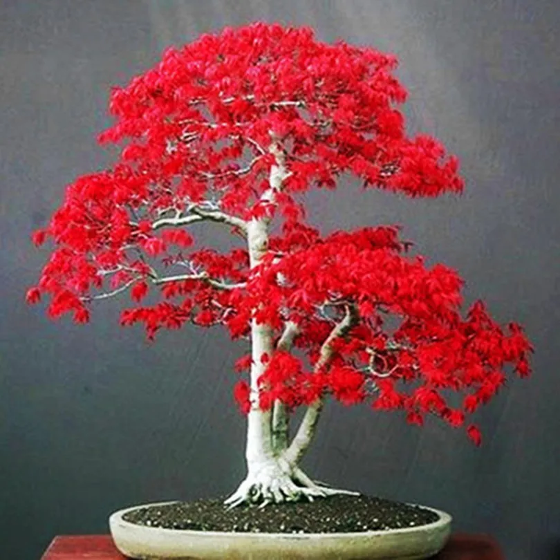 

Red Maple seedsplants garden decoration plantas bonsai plants seedling bonsai tree perennial for home 5pcs