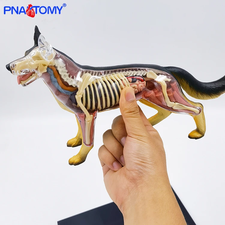 4D MASTER Dog сборка Canine Building анатомическая модель животных Скелет мышцы обучающее