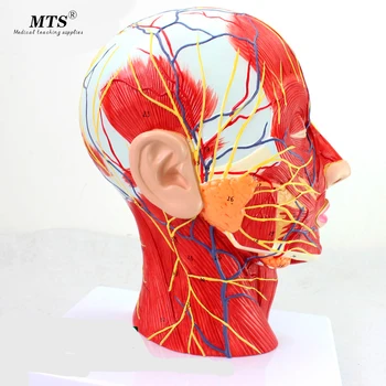 

Median Sagittal Section of The Head with Attached Vascular Nerve Model Beauty Micro Plastic Medicine Teaching Aid Teaching Model