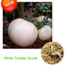 Горячая Распродажа! Белый томат бонсай, горшечный органический растительный Томатный завод для домашнего сада 100 шт./лот,#00KGM6