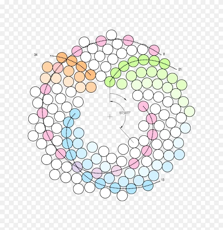 斐波那契数金螺旋黄金比率数学 数学png图片素材免费下载 图片编号 Png素材网