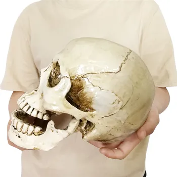 

1PC Eco-friendly Resin Halloween Home Decoration 1:1 Decorative Craft Skull Human Head Resin Replica Lifesize