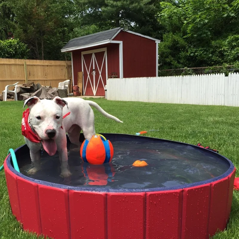 dog swimming pool