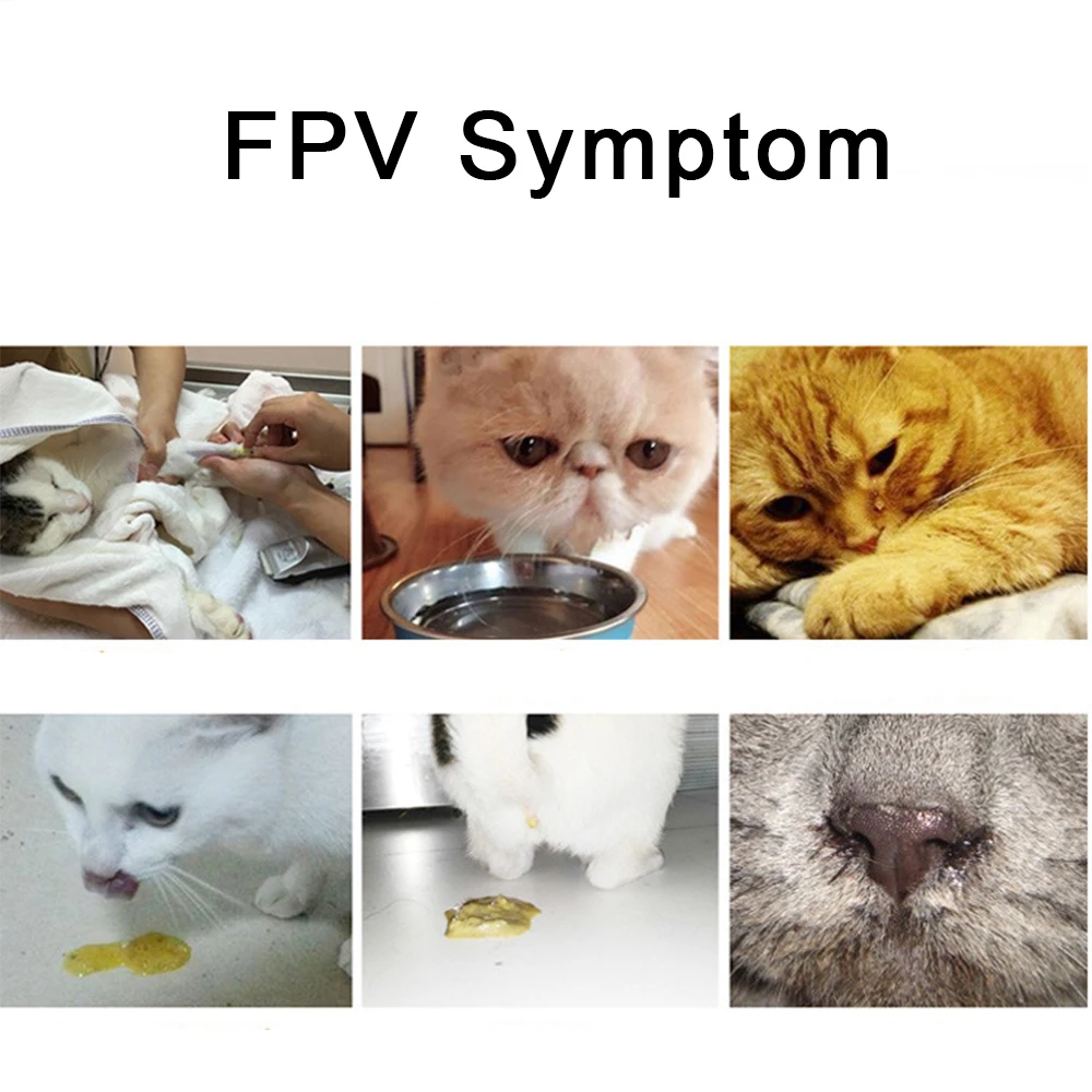 13PC Pets Cats FPV Test Sticks Paper Canine Home Health Detection For Distemper Parvovirus Virus FPV Cats Health Care Supplies (8)