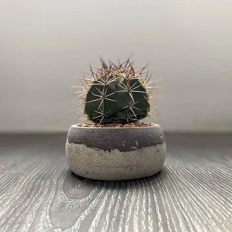 83132869_233225241002137_4125563595989491538_n(1)