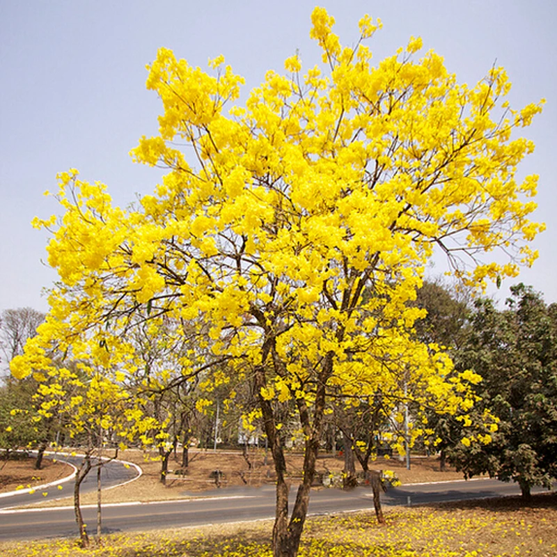 

ZLKING 10 / Pack Tabebuia Chrysotricha Bonsai Golden Trumpet Tree Plants For Home Garden