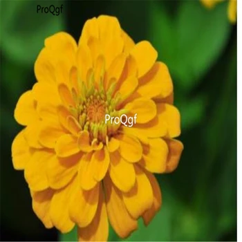 

Ngryise 3000pcs Zinnia elegans