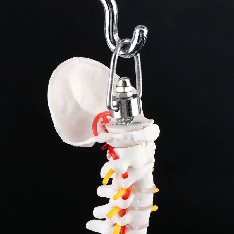 45cm Flexible Human Spinal Column Vertebral Lumbar Curve Anatomical Model Anatomy Spine Medical Teaching Tool