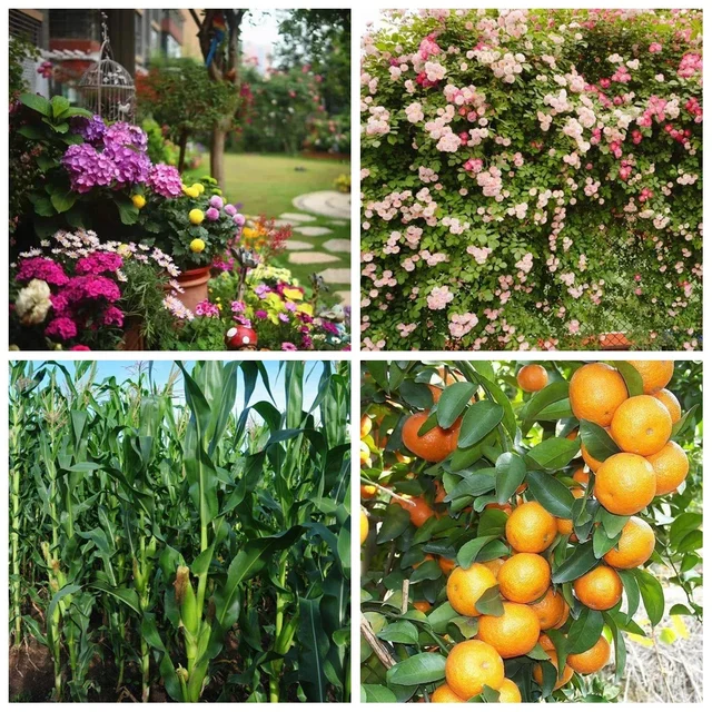 15 G Cink -Szulfát -Műtrágya Egy Nyomelem Növényi Élelmiszer -Kezelés Sárga Foltos Levelek Hidroponika Farm Zöldség - Image 5