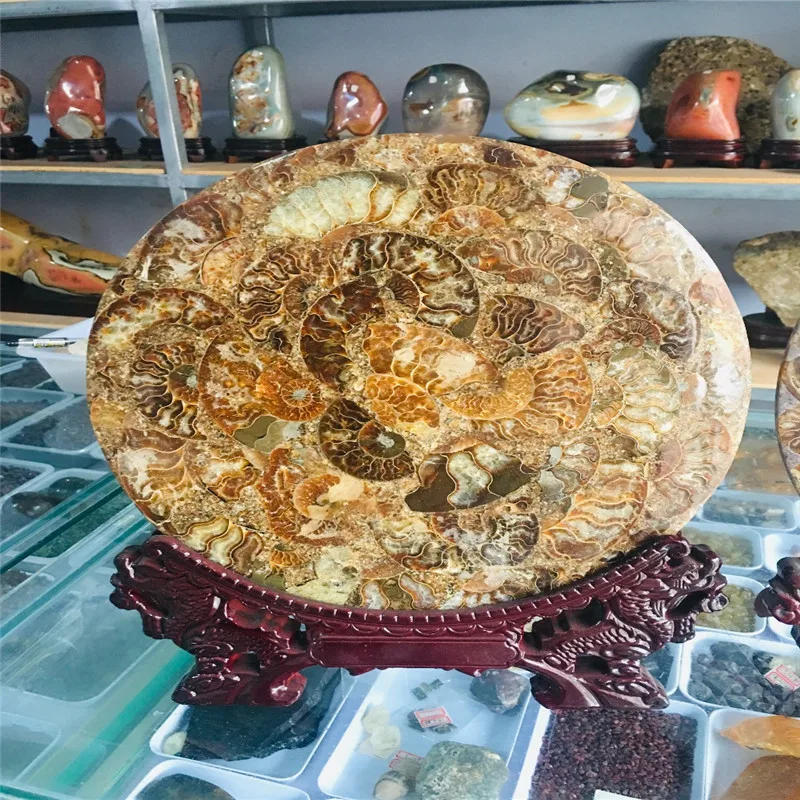 Большой 25 см красивый nautilus shell fossil plate весь nautilus fossil Мадагаскар с основанием
