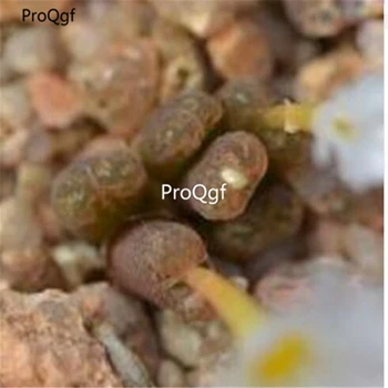 

Ngryise 100pcs A Set cupreatum v. terrestre LAV 25793