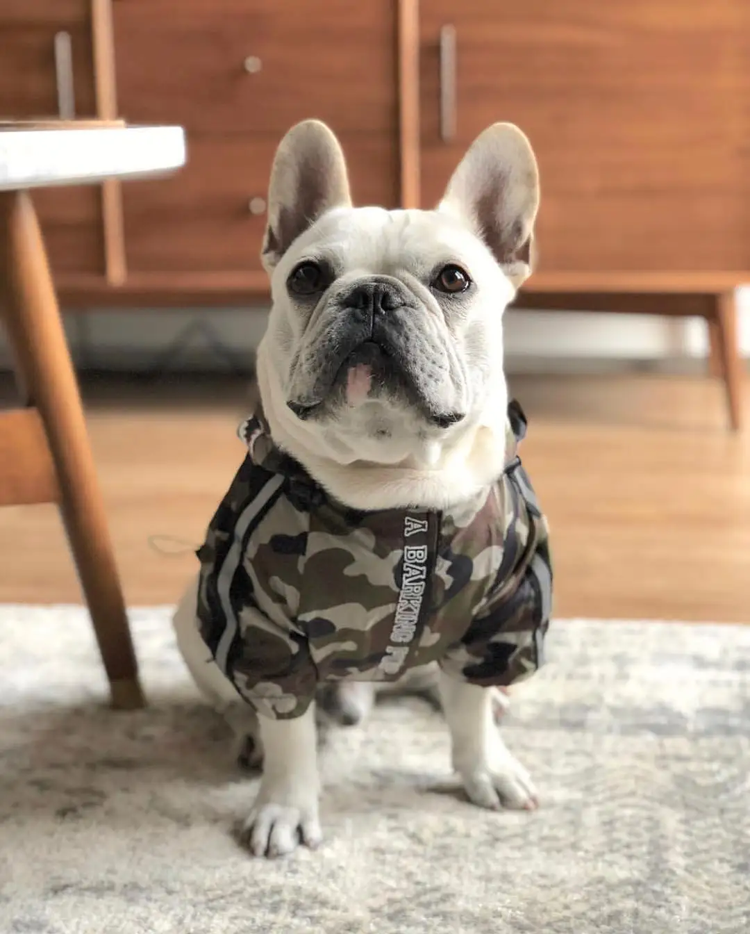 Dog Clothes Adidog Camouflage French Bulldog Pupreme Shirt Dog Camo Windbreaker Sport Retro Dog Hoodies Pet Clothes Puppy Pugs