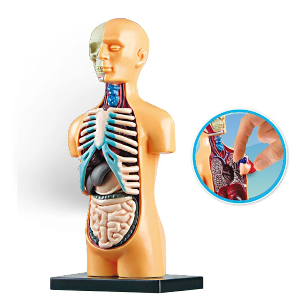 Human Body Torso Model Human Anatomy Display Assembly