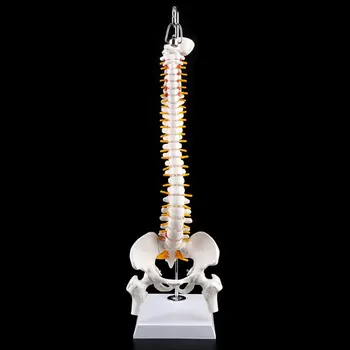 

45cm Flexible Human Spinal Column Vertebral Lumbar Curve Anatomical Model Anatomy Spine Medical Teaching Tool