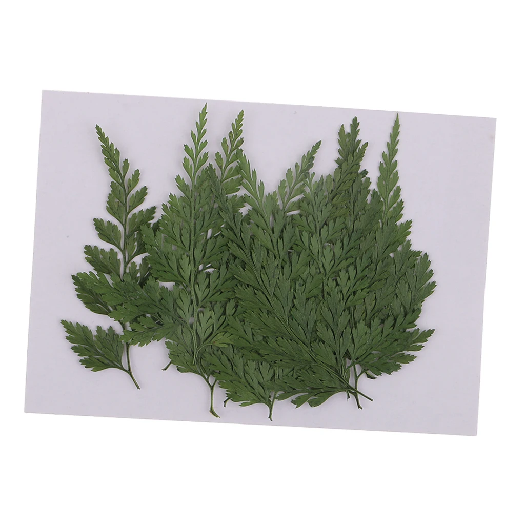 12pcs Pressed Dried Flowers Dry Fern Leaves for DIY Arts Craft Bookmark Card Natural Real Leaves for Scrapbooking Making Decor
