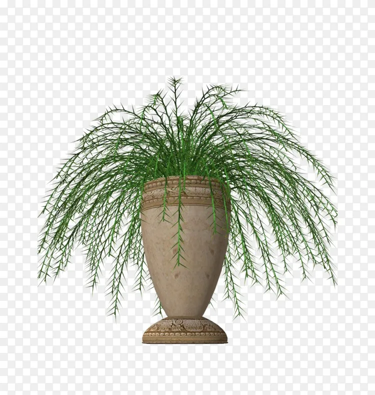 室内花盆蕨类植物盆栽植物png图片素材免费下载 图片编号 Png素材网