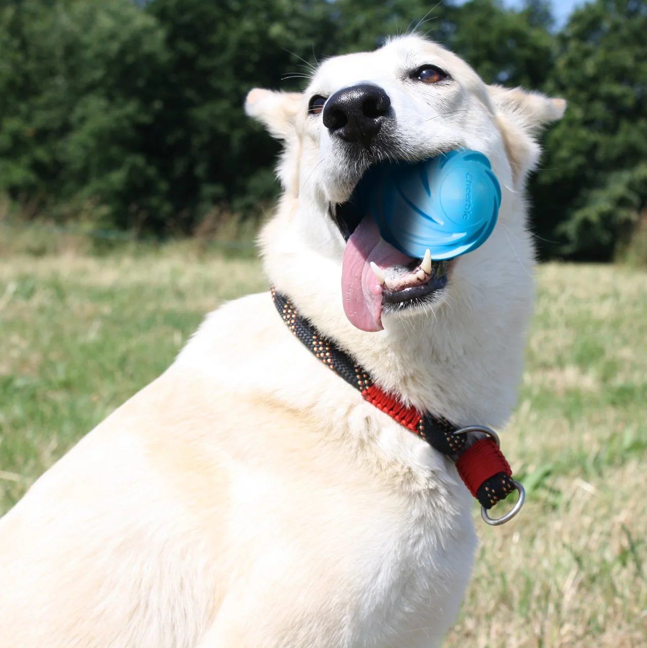 Wickedball 2020 Új Interaktív Kedvtelésből Tartott Játék Smart Pet Bfall Dog Ball Cat Ball A Gonosz Golyó Víz Verziója