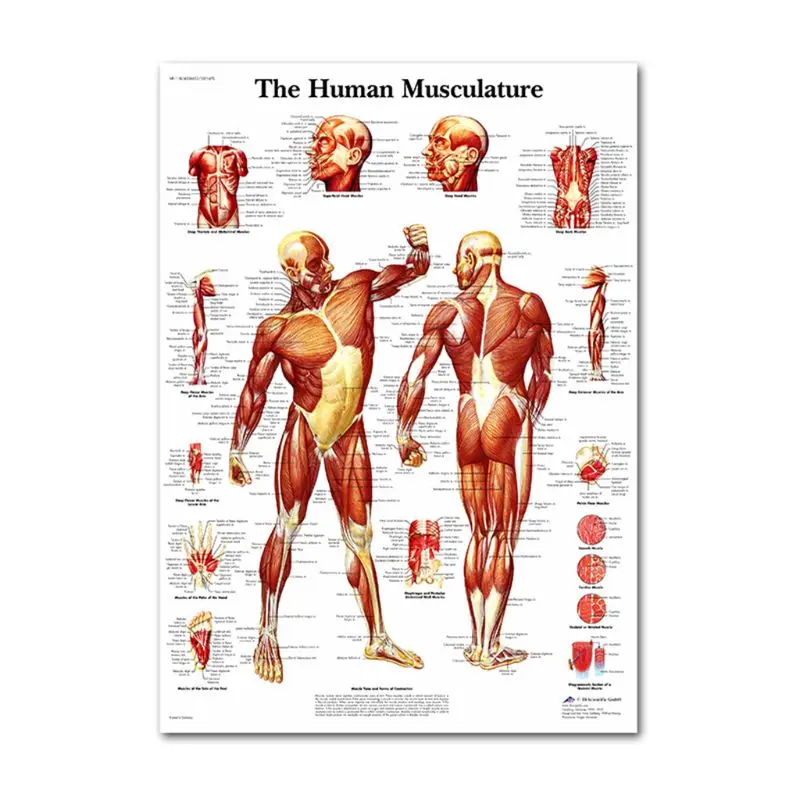 Анатомический набор постеров-ламинированный-мышечный, скелетный, пищеварительный, респираторный - Цвет: 11