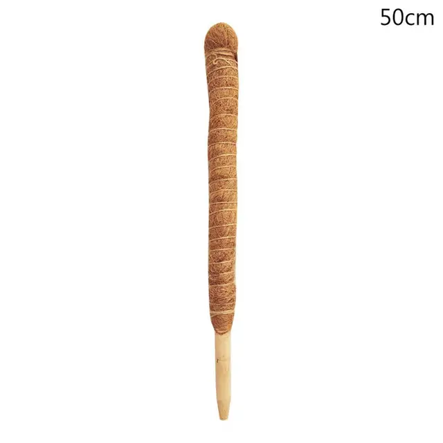 50cm