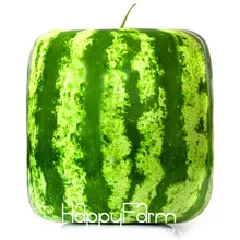 Промоакция! 50 шт./упак. Редкие простые Геометрические Квадратные арбузы бонсай! вкусная китайская фруктов арбуза, сад,#0GVVY5