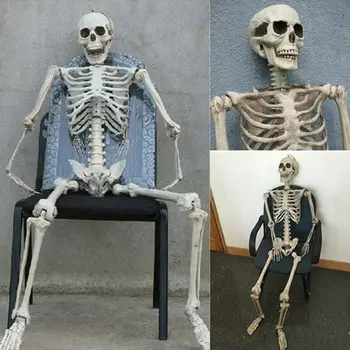 

Active Human skeleton Model Anatomy Skeleton Skeleton Model Medical Learning Halloween Party Decoration Skeleton Art Sketch