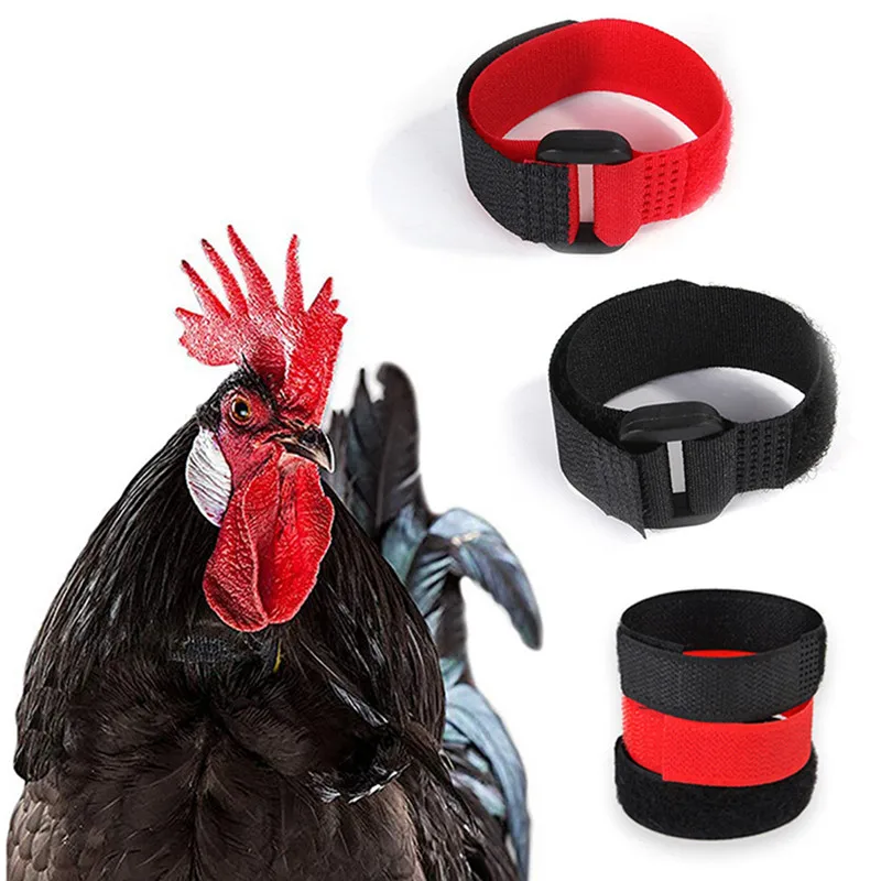 Collares Ajustables Suministros de cinturón de Cuello para gallos Gallo Ksruee 4 Piezas de Collar de Pollo Anti-Gancho sin Ruido Banda para el Cuello 