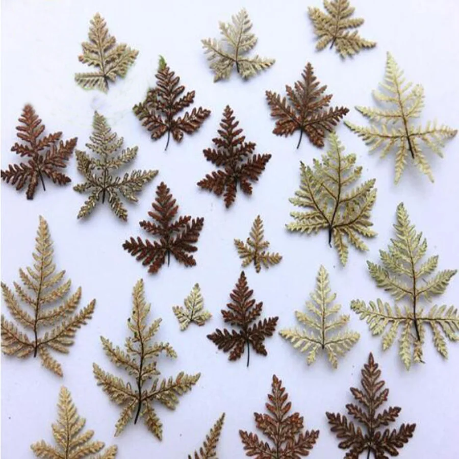 60pcs Dried 3-6cm Fern Leaf Leaves Plants Herbarium For Jewelry Postcard Photo Frame Bookmark Phone Case Craft DIY | Дом и сад