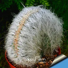 Promotion!Semillas De Flores 100 PCS/Lot Succulents Raw Stone Cactus Bonsai Stems Tetragonia Potted Flowers Fleshy,#DGOA8E