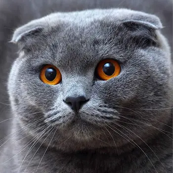 

5D Diy diamond painting cross stitch diamond embroidery cartoon Fat cat picture FULL diamond pattern gift