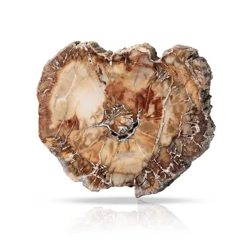 

1pcs Natural Fossil And Minerals Woodstone Wood Fossil Tree For Home Decoration Wooden Tree Fossil Cup Cushion Stone Coaster