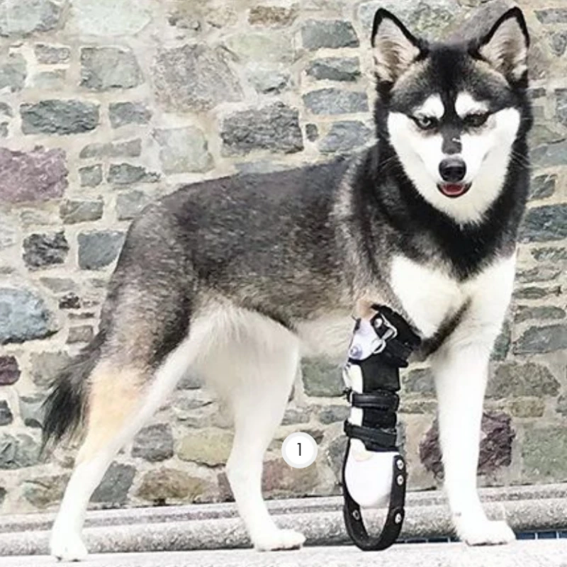 prosthetic cat leg cost uk