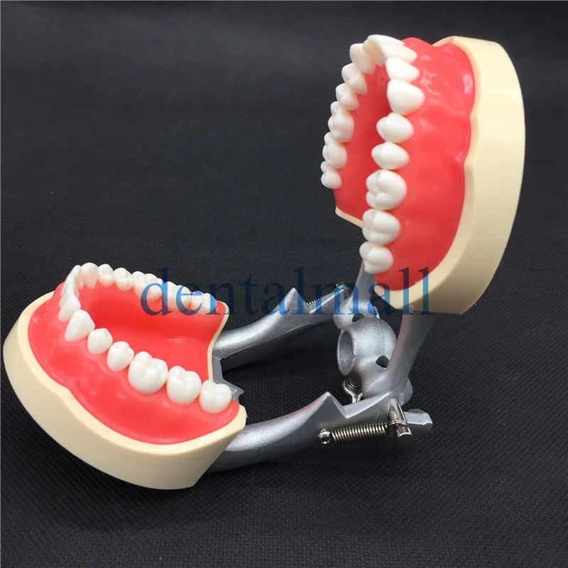 Съемные зубные расположение зубов практическая модель с 28 шт. зубные гранулы винт обучения модель моделирования