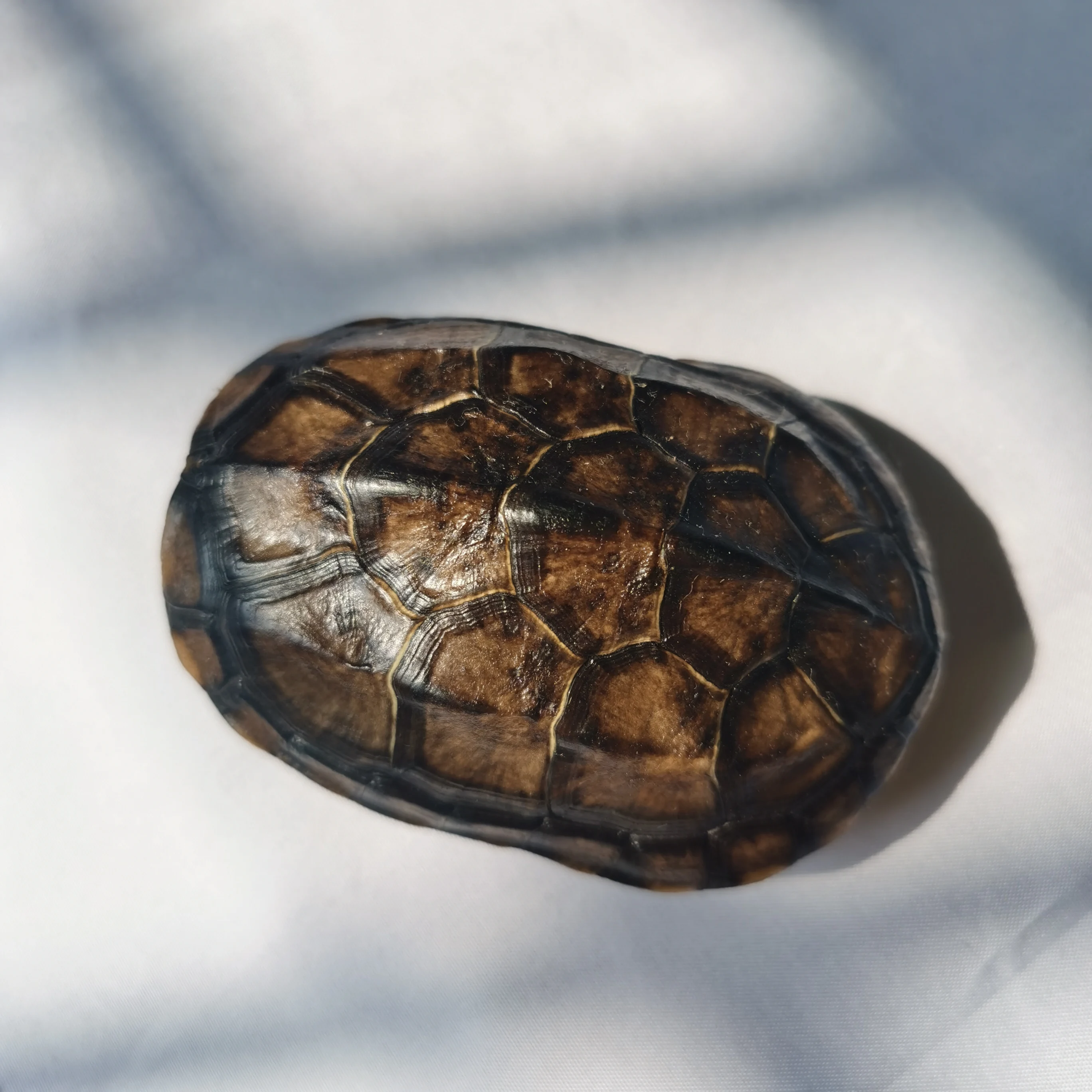 1-pcs-Natural-turtle-shell-Turtle-shell-true-specimen-Taxidermy ...