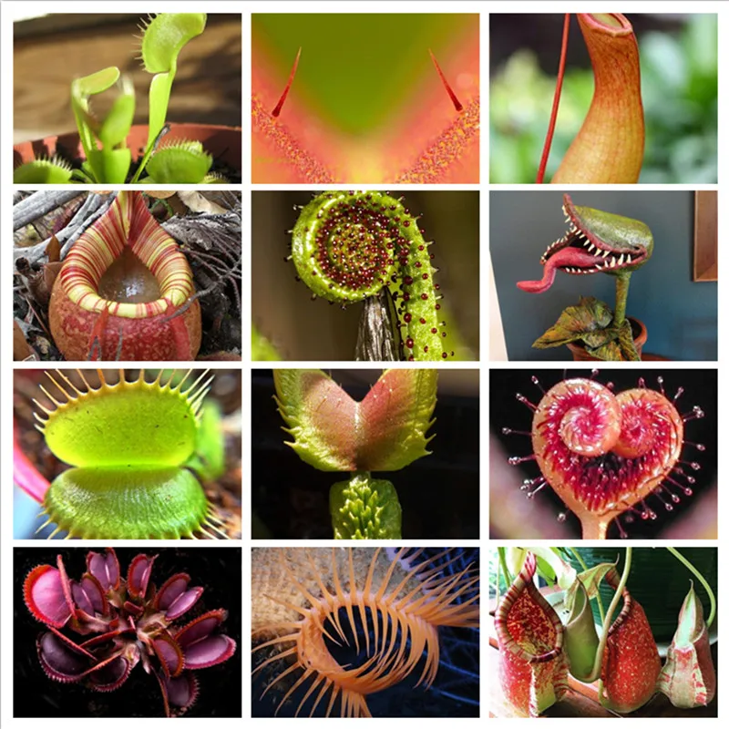 

Multifarious Nepenthes Carnivorous Plant Bonsai Potted Dionaea Muscipula Giant Clip Venus Flytrap Plant for Garden 100 Pcs / Lot