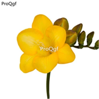 

Ngryise 10pcs a set Freesia hybrida Klatt Flower Bulb