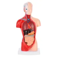 

1 Set Human Internal Trunk Organs Biology Class Accessory Human Anatomy Model