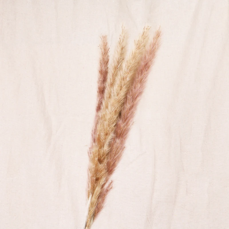 30pcs Small Pampas Grass Bulrush Natural Dried Phragmites Christmas Home Decor Diy Dried Real Flowers Bouquet Flower Arrangement